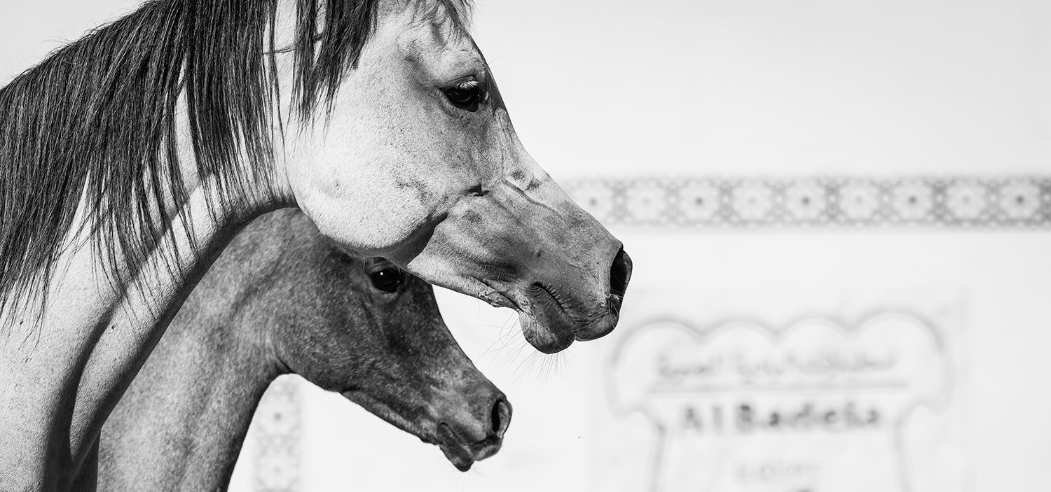 Albadeia Stud Website  project