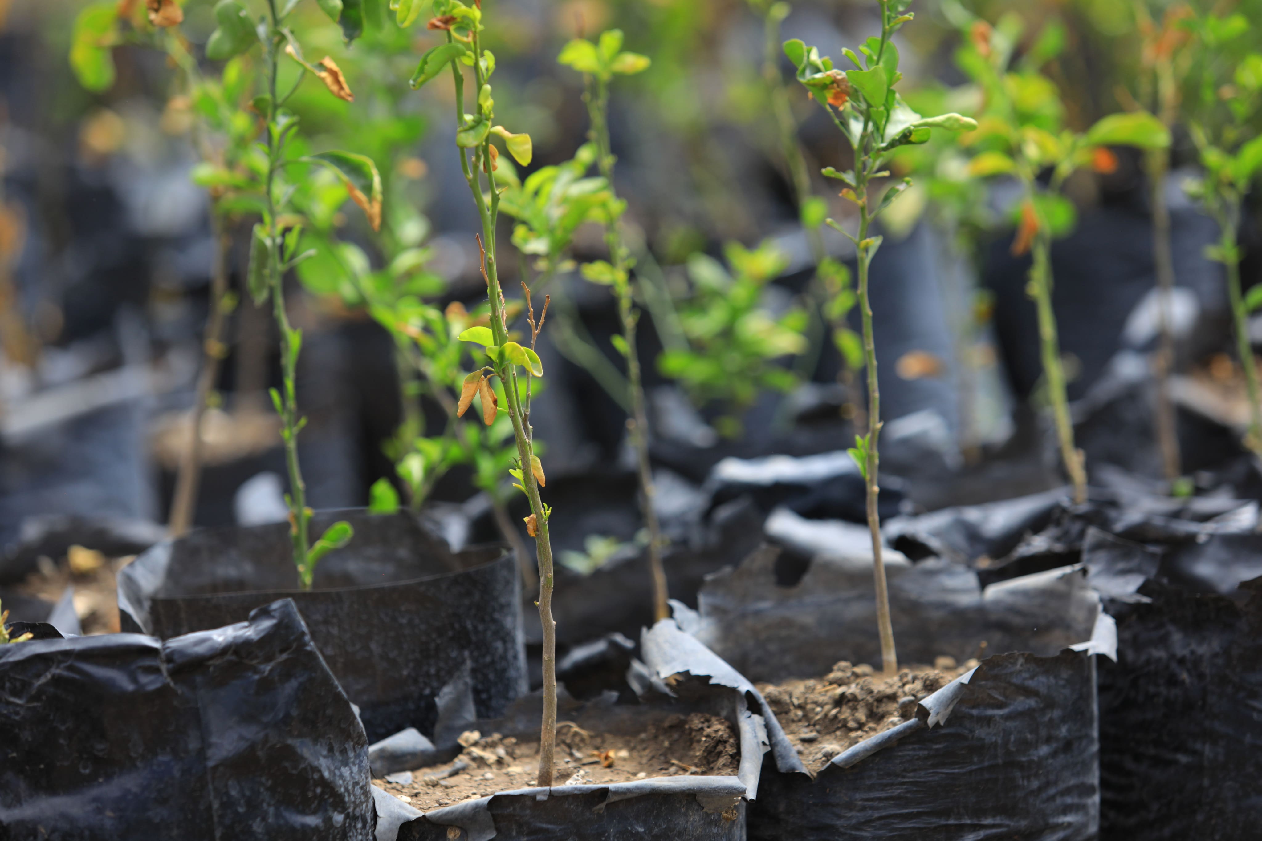 GIZ Contract Management Information System project